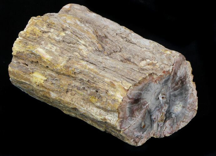 Polished Petrified Wood Limb - Madagascar #36918